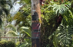 AINALOA DR, Pahoa, HI 96778