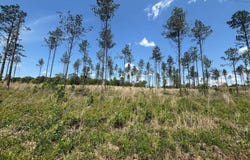 0 Grant 433, Sheridan, AR 72150