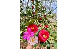 0 Dogwood Drive, Jackson, AL 36545