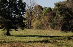 TRACT 4 Cann School Lane, Eastview, KY 42732