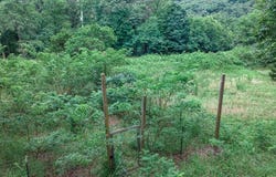 TBD Low Gap  RD, West Fork, AR 72774