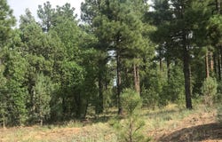 1751-1781 W Deuce Of Clubs, Show Low, AZ 85901