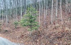 Lt 1Sec5 Parchment Ln lot: 1,Sec5, Sylva, NC 28779