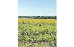 Tbd County Road 250 Road, Gouldbusk, TX 76845