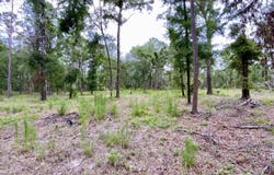 Vacant NE Bellville Road, Pinetta, FL 32350