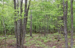 V/L E Levely Road, Rhodes, MI 48652