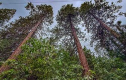7083 Hites Cove Rd, Mariposa, CA 95338