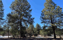 Badger Trail S, Ridgway, CO 81432