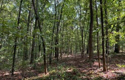 348 A Pat Rich, Canton, GA 30115