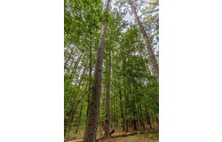 County Road 1990, Willow Springs, MO 65793