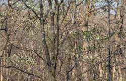 Galvin Place, Edwards, MO 65326