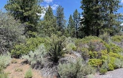 KNA 25 Legget Drive, Chiloquin, OR 97624