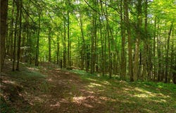 Voorhees Road, Oppenheim, NY 13329