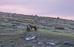 515 Lander Mountain Road, Lander, WY 82520
