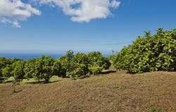 73-1395 KAUKAHOKU RD, Kailua-Kona, HI 96740