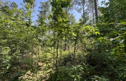 000 Sammie Smith Road, Searcy, AR 72143