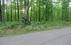 530 Red Pine Ct, Lewiston, MI 49756