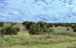 184 Gilmore Court, Lipan, TX 76462