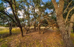 W Nott Branch Rd, Harper, TX 78631