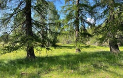 nhn Whitepine Creek Road, Trout Creek, MT 59874