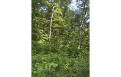 Grabber Lane lot: 419, Wilder, TN 38589
