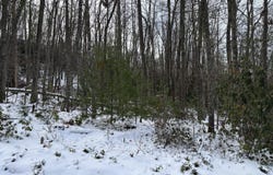 6b2 East Of Roan Creek Road, Butler, TN 37640