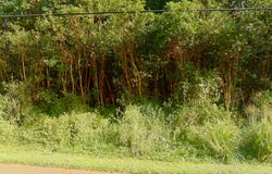DIAMOND HEAD RD, Pahoa, HI 96778