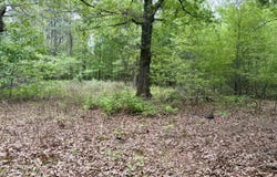 Dardanelle, AR 72834
