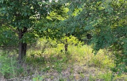 165 Deerfield Road, Colbert, OK 74733