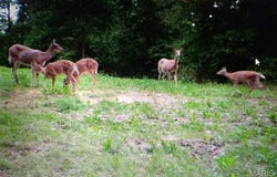 32 Highway YY, Cook Station, MO 65449