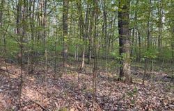 000 PAR-KING DRIVE, BELLAIRE, MI 49615