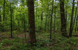 3.26 Acres Mountain Ridge, Manchester, GA 31816