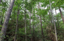 TBD Crain Rd., Columbia, LA 71435