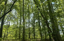 Lot 4 Loftis Loop, Roxboro, NC 27574