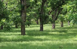 200 Poco Bueno Court, Granbury, TX 76049