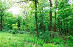 Lot 181 ROCKWOOD TRL, WINCHESTER, VA 22602