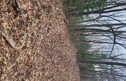 0 Dowell, Ellijay, GA 30540