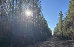 Straw Bridge Rd lot: 62, Jay, FL 32565