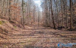 40 Acres Little Wills Valley Road, Attalla, AL 35954
