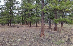 104 Chap Way, Hartsel, CO 80449