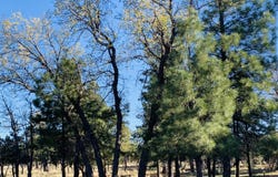 5732 Raton Circle, Happy Jack, AZ 86024