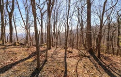 Lot 75 Black Gum Trail, Fancy Gap, VA 24328