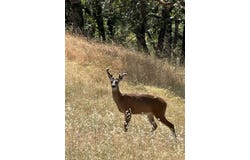 192 Cindy Way, Shady Cove, OR 97539