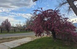 1312 Saratoga Street, Minden, NV 89423