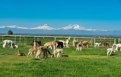 12444 SW Green Drive, Culver, OR 97734