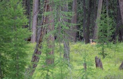 Address To Be Determined The Woodlands, Whitefish, MT 59937