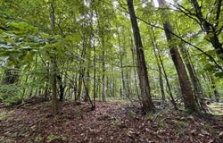 LOT 9 STACEYWOOD CIRCLE, BELLAIRE, MI 49615