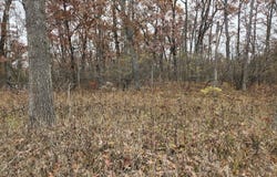 Woodbridge, Bitely, MI 49309