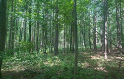 0 THORNTON GAP CHURCH ROAD, SPERRYVILLE, VA 22740
