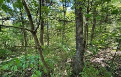 Cyclone Road, Cadet, MO 63630